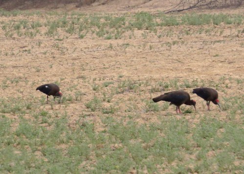 IMG_2369 Red-naped Ibis