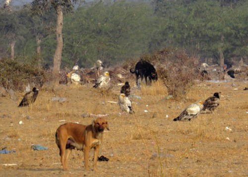 IMG_2423 Gippos and feral dogs