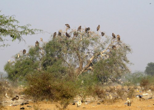 IMG_2424. Bikiner tip