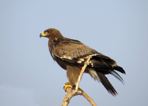 IMG_2459 Steppe Eagle