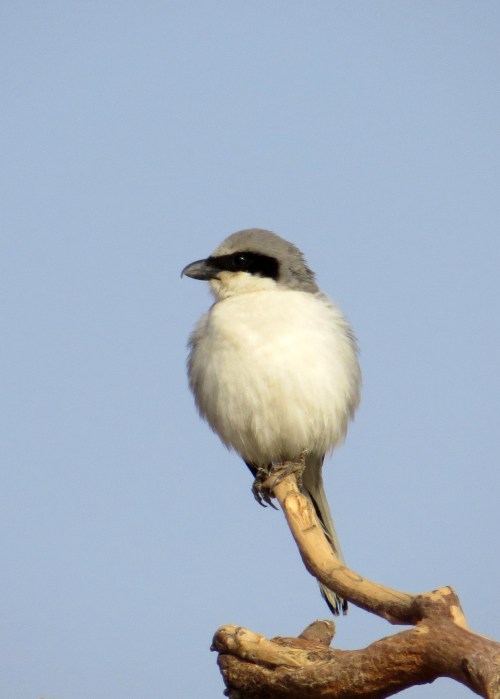 IMG_2462 Southern Grey Shrike
