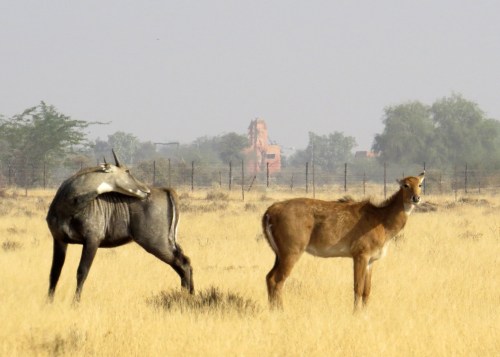 IMG_2481 Nilgai