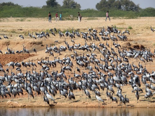 IMG_2533 Demoiselle Cranes