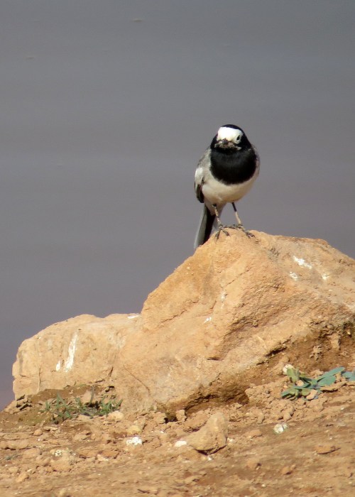 IMG_2538 personata White Wag