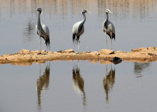IMG_2548 Demoiselle Cranes