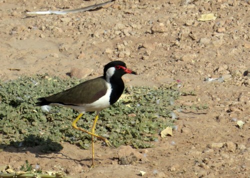 IMG_2571 Red Wattled Lapwing