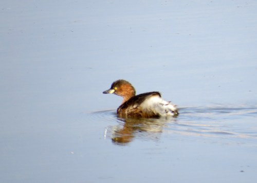 IMG_2601 Little Grebe