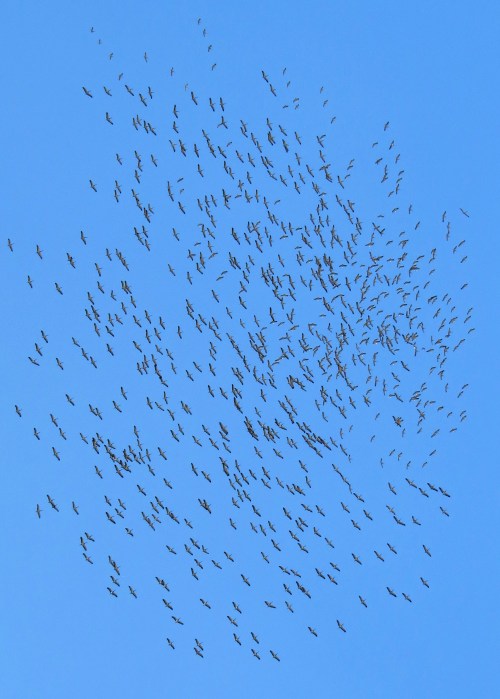IMG_2617 Demoiselle Cranes