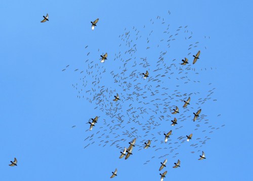 IMG_2618 Demoiselles and Doves