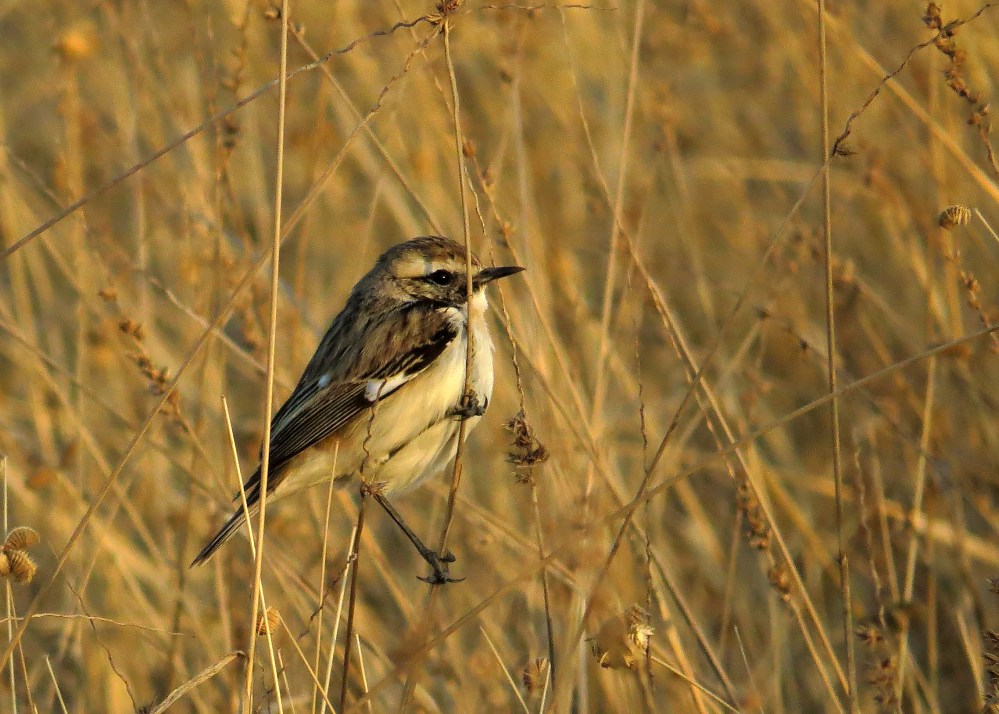 IMG_2666 Stoliczka's Bush-chat