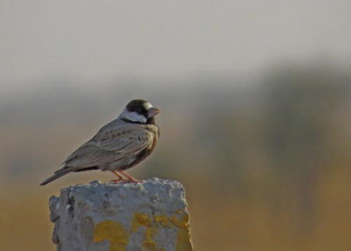 IMG_2674 BC Sparrow-lark