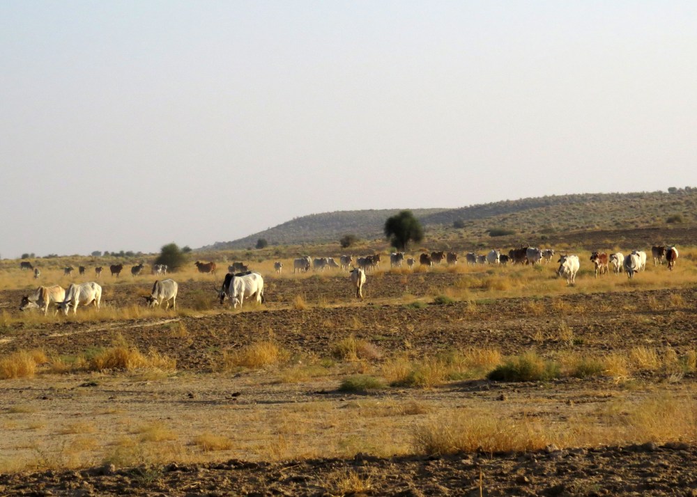 IMG_2696 cattle in Desert NP