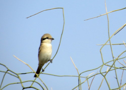 IMG_2729 Daurian Shrike