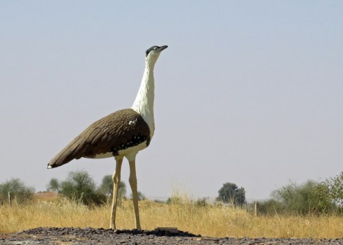 IMG_2741 Indian Bustard model