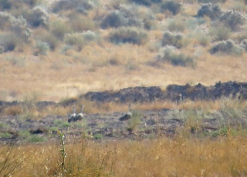 IMG_2765 Bustards poor