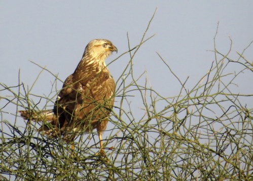 IMG_2780 Long-legged Buzzard