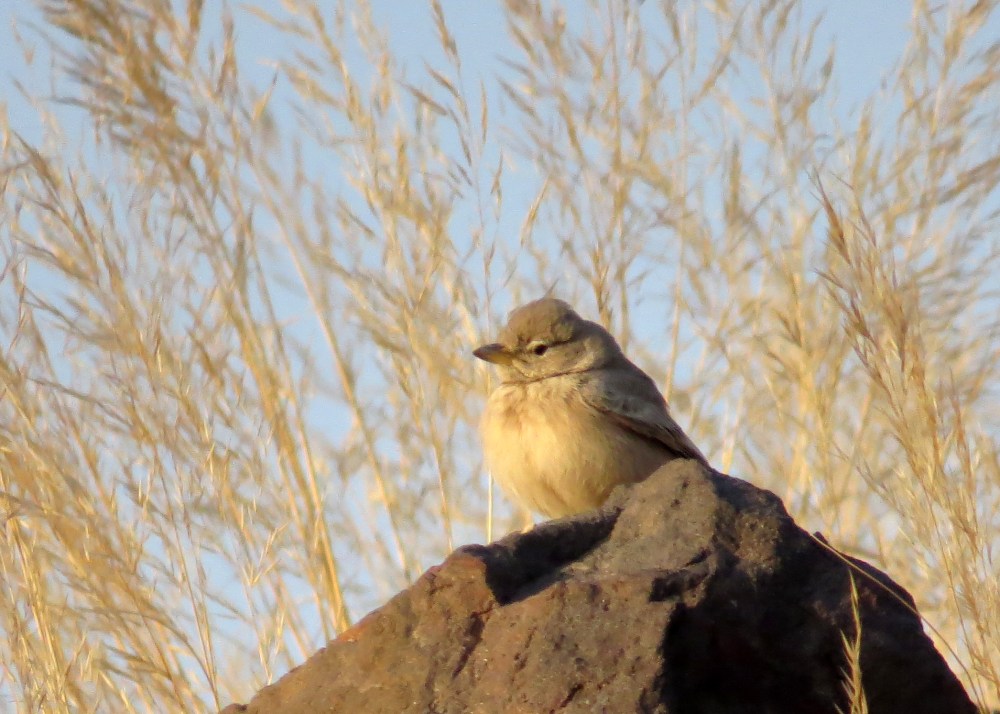 IMG_2817 Desert Lark