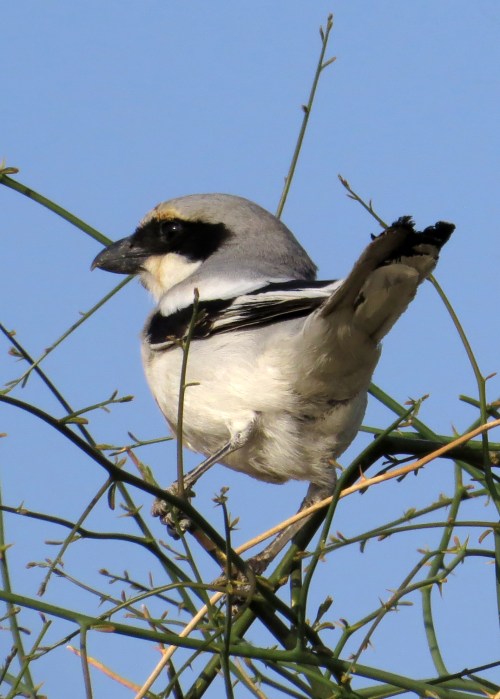 IMG_2965 Southern Grey Shrike