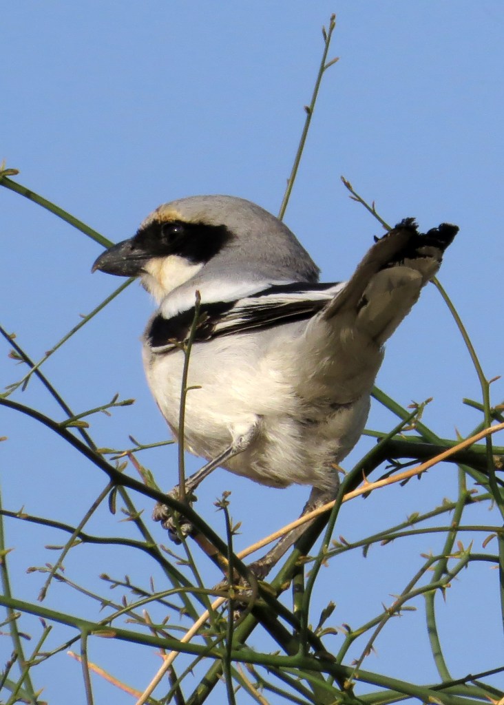 IMG_2965 Southern Grey Shrike