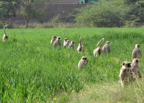 IMG_3003 Langurs