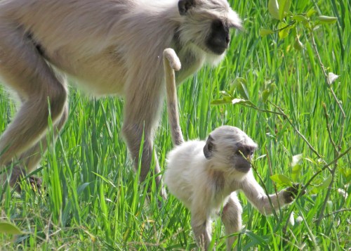 IMG_3009 Langurs