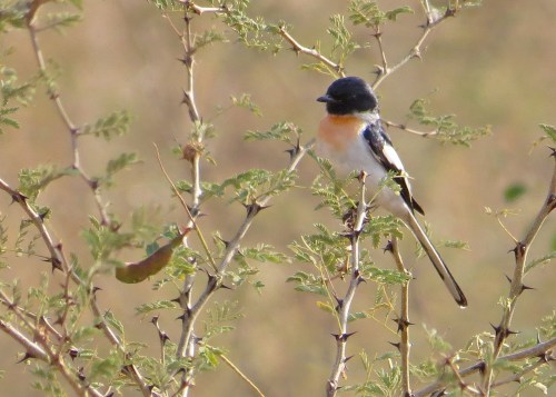 IMG_3020 White-bellied Minivet