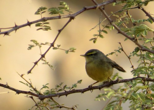 IMG_3059 Sulphur-bellied Warbler