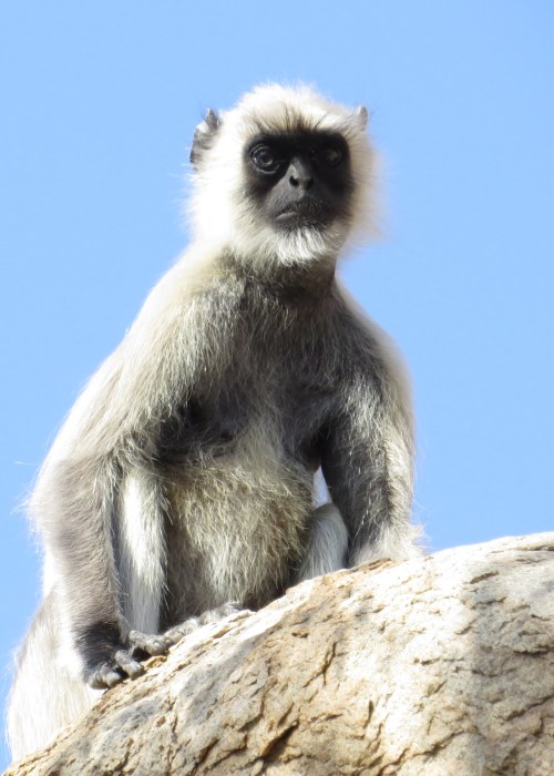 IMG_3081 Langur