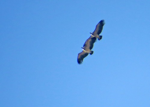 IMG_3116 Indian Vultures