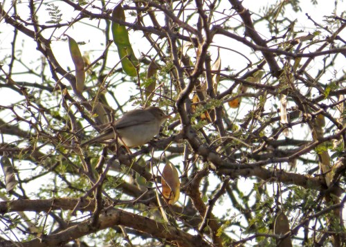 IMG_3124 Syke's Warbler