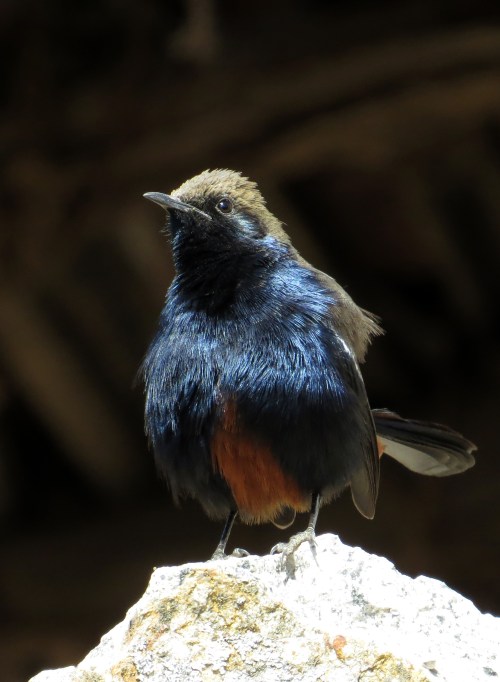 IMG_3156 Indian Robin f