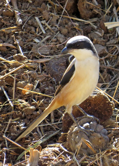IMG_3189 Bay-backed Shrike