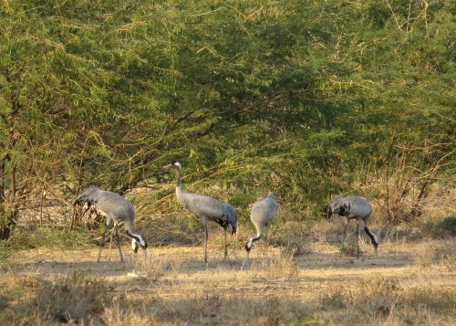IMG_3303 Common Crane