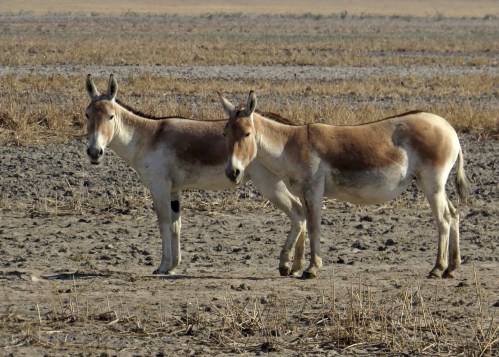 IMG_3387 Onagers