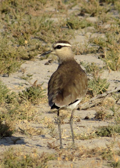 IMG_3486 Sociable Lapwing