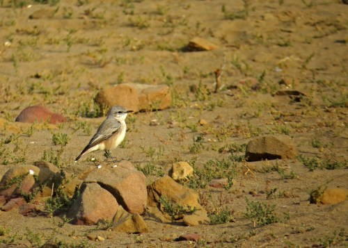 IMG_3549 Red-tailed Wheatear