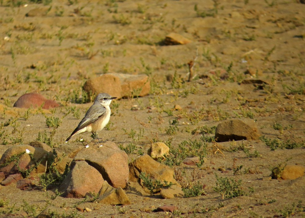 IMG_3549 Red-tailed Wheatear