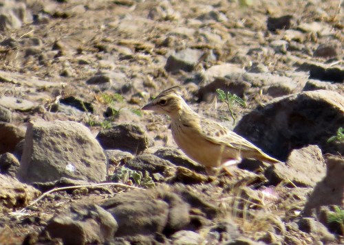 IMG_3573 Syke's Lark