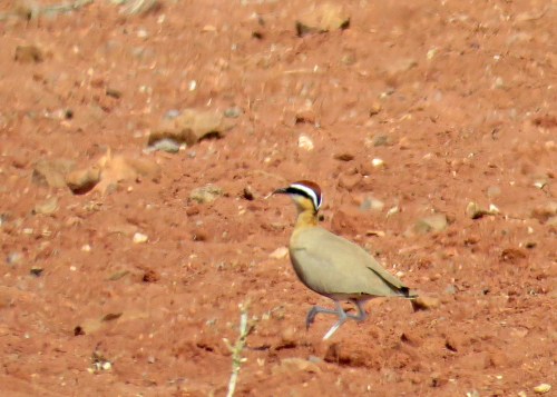 IMG_3588 Indian Courser