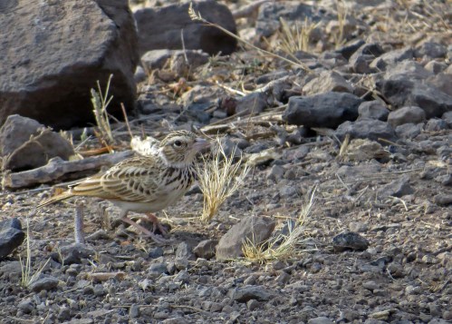 IMG_3603 Indian Bush Lark