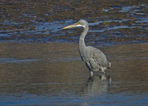 IMG_3635 Western Reef Egret