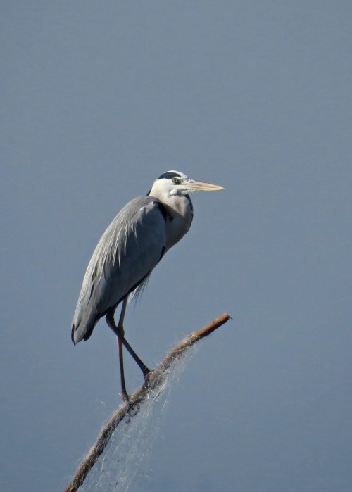 IMG_3672 Grey Heron