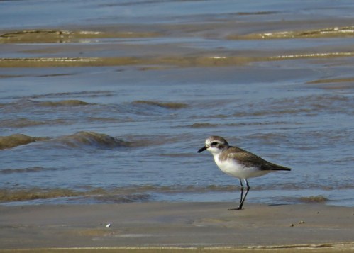 IMG_3683 Lesser Sand Plover