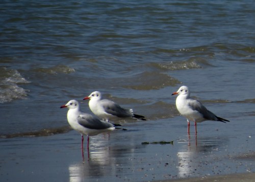 IMG_3700 Brown-headed Gulls