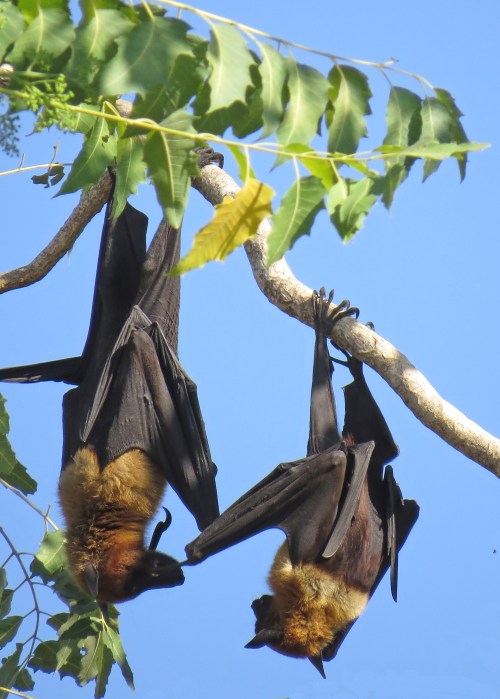 IMG_3727 Indian Fruit Bats