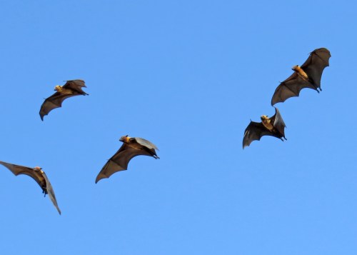 IMG_3758 Indian Fruit Bats