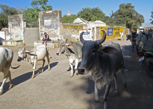 IMG_3762 village scenes