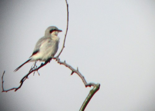 IMG_3795 GGS Warham Forest