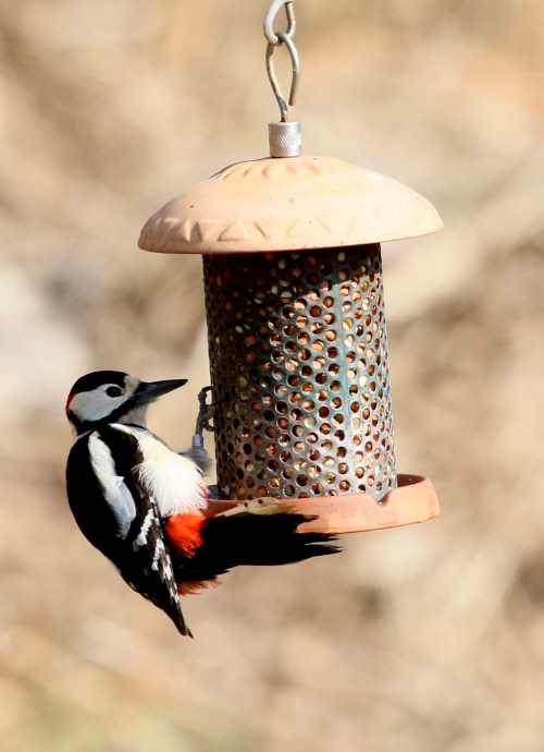 7F1A6036 GS Woodpecker