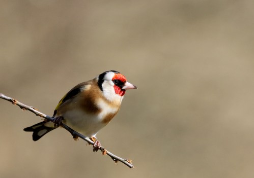 7F1A6061 Goldfinch fem